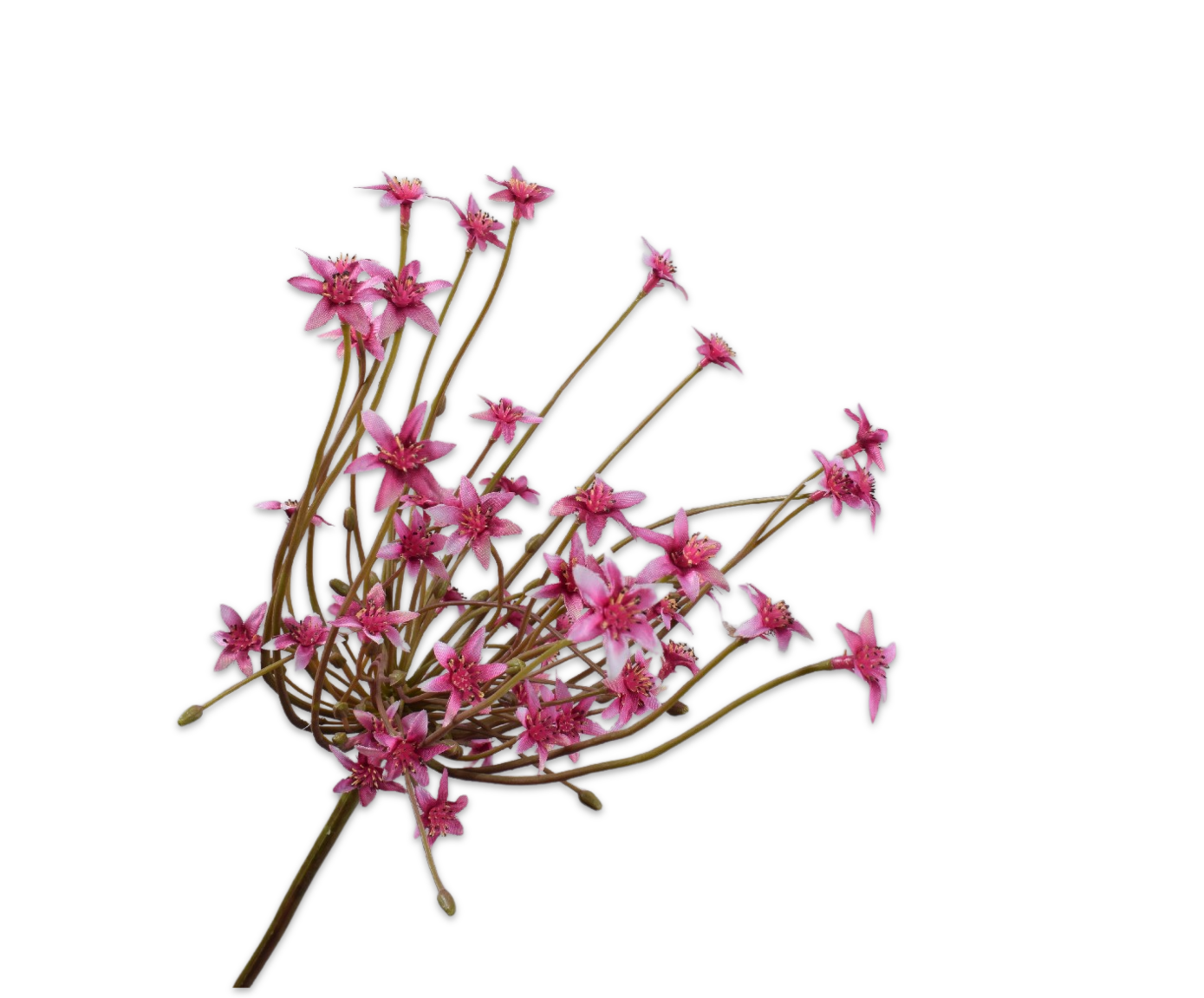 ORNITHOGALUM STEM BEAUTY  84 CM