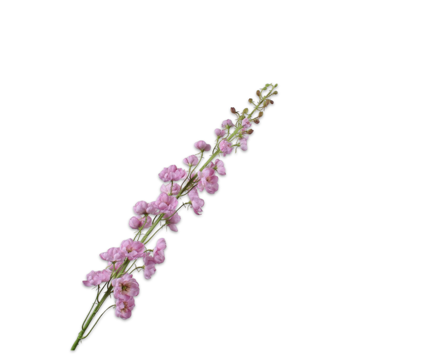 DELPHINIUM STEM LILAC  127 CM