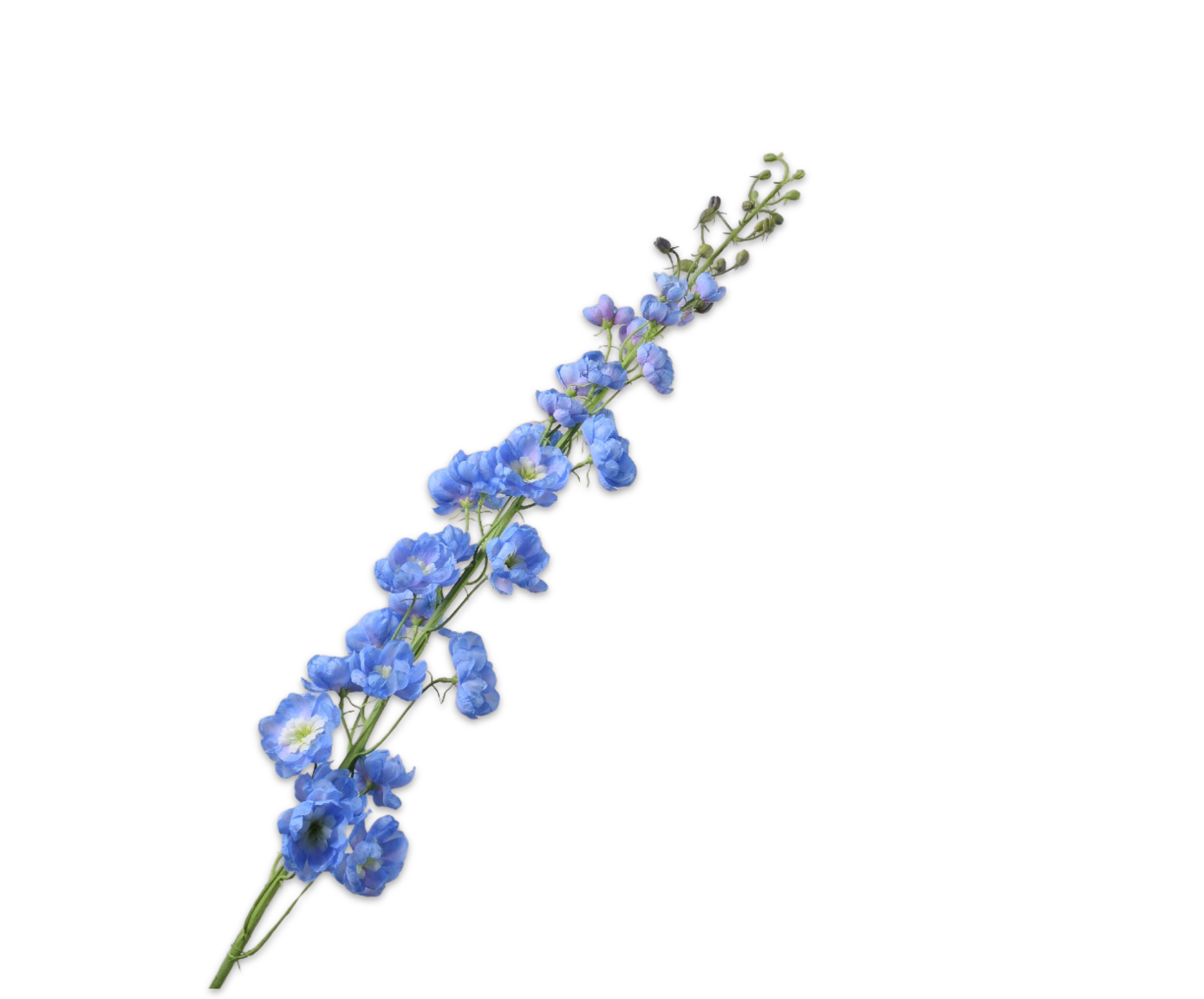 DELPHINIUM STEM BLUE  127 CM