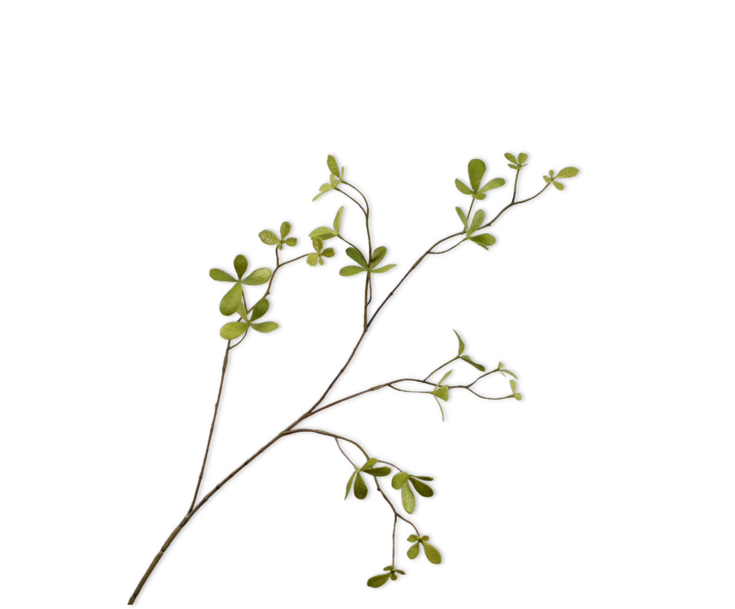 BUCIDA SPRAY GREEN  77 CM