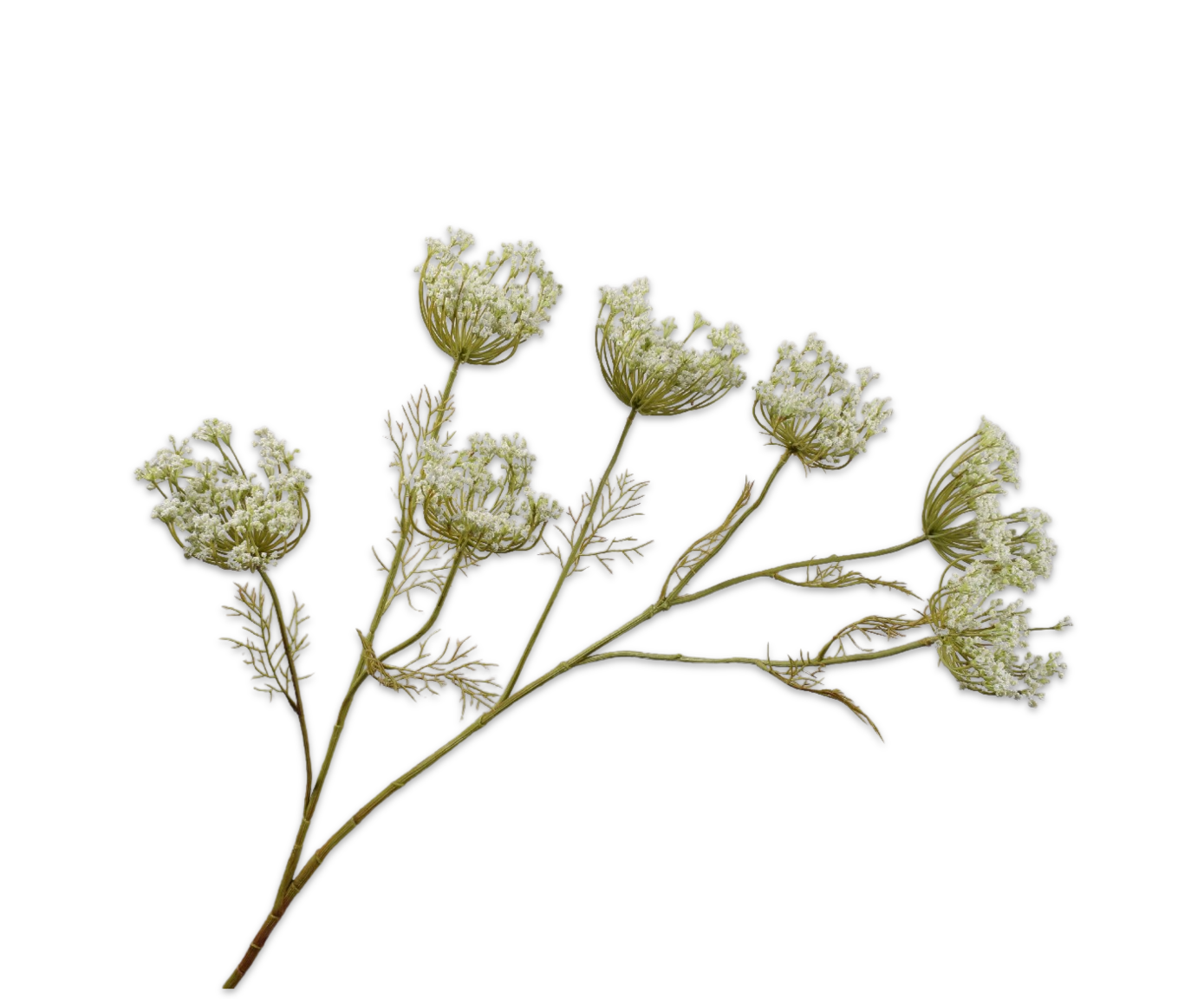 QUEEN AN LACE SPRAY WHITE  107 CM