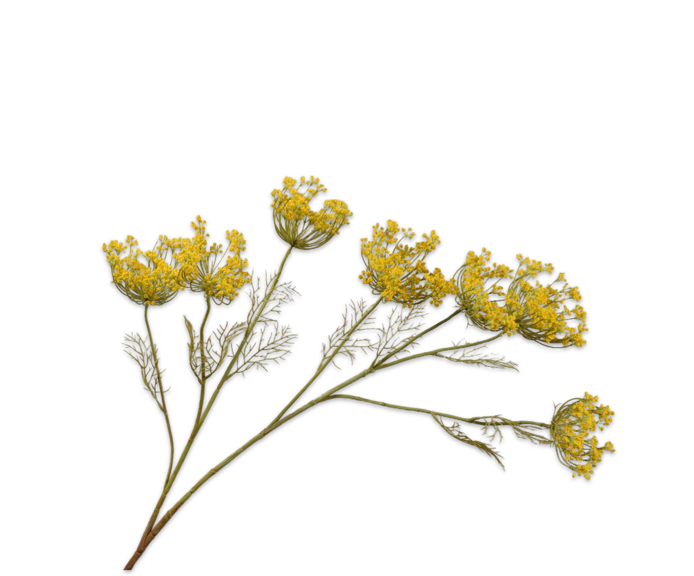 QUEEN AN LACE SPRAY YELLOW  107 CM