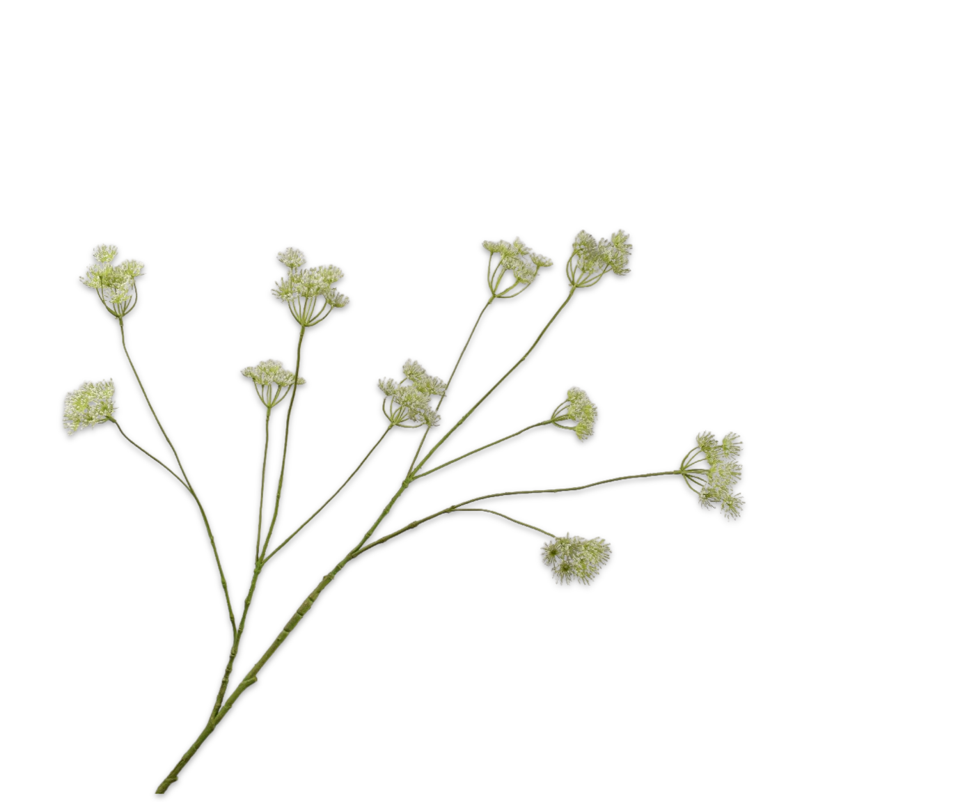 QUEEN AN LACE SPRAY WHITE  111 CM