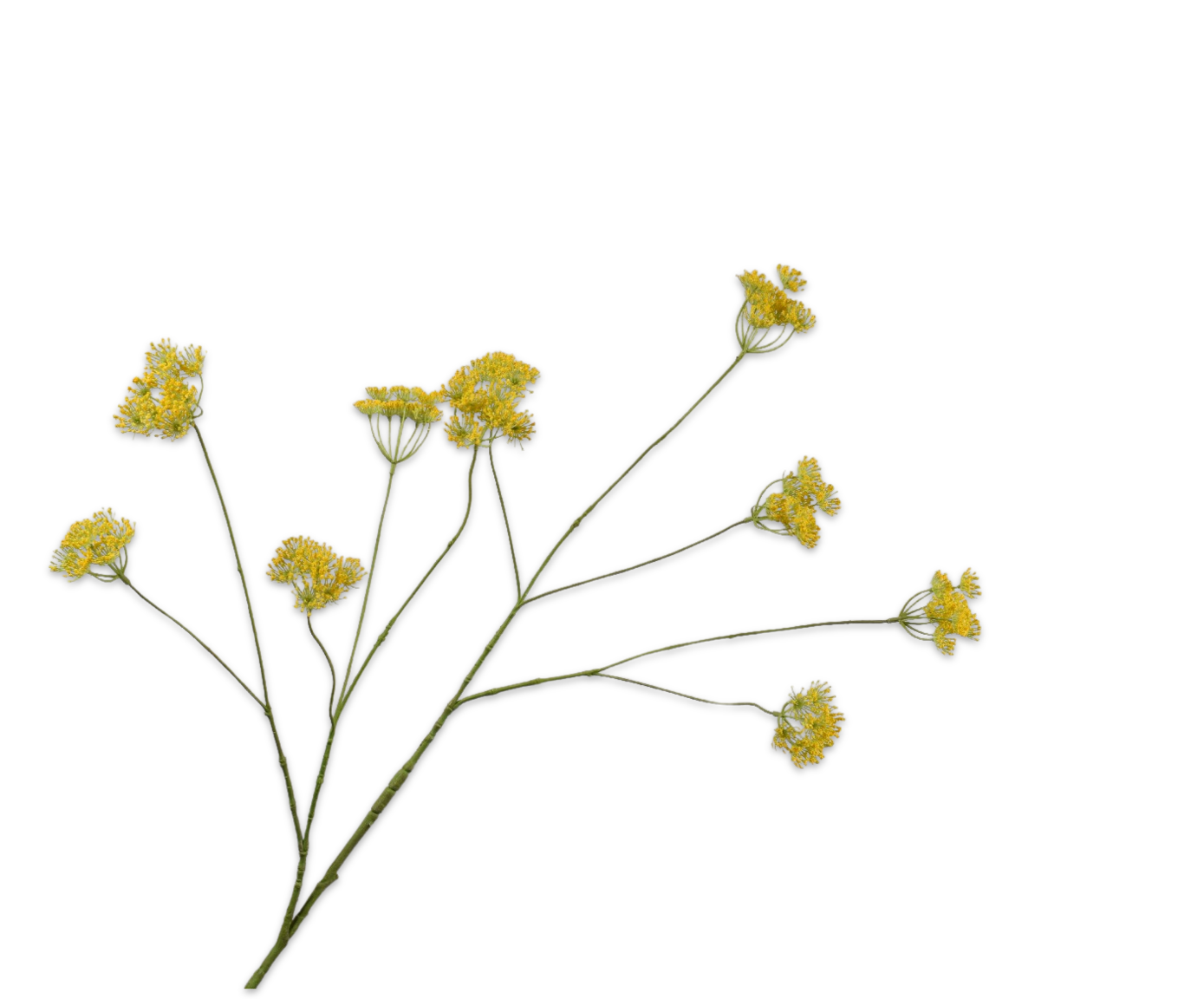 QUEEN AN LACE SPRAY YELLOW  111 CM