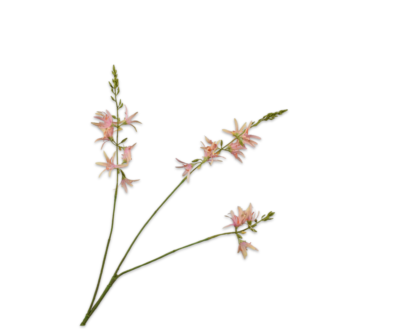 CROCOSMIA SPRAY PNK/GRN  95 CM