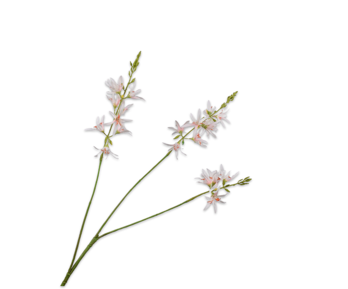 CROCOSMIA SPRAY CR/PNK  95 CM
