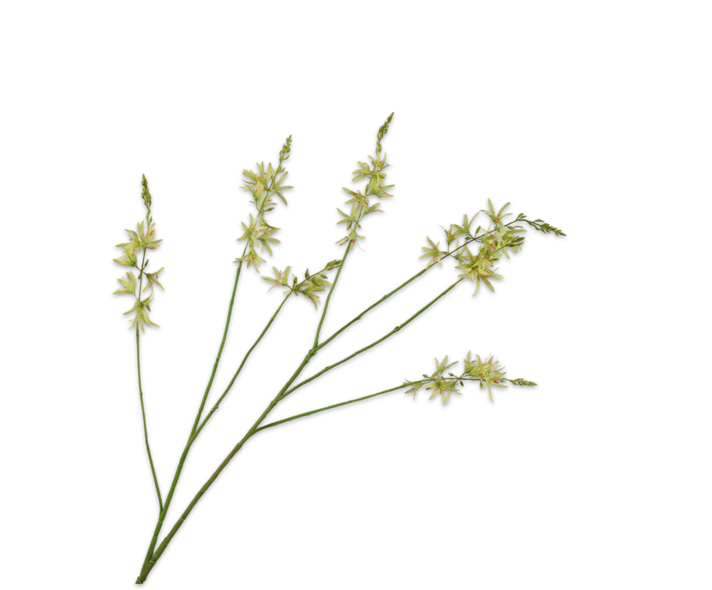 CROCOSMIA SPRAY GREEN  117 CM