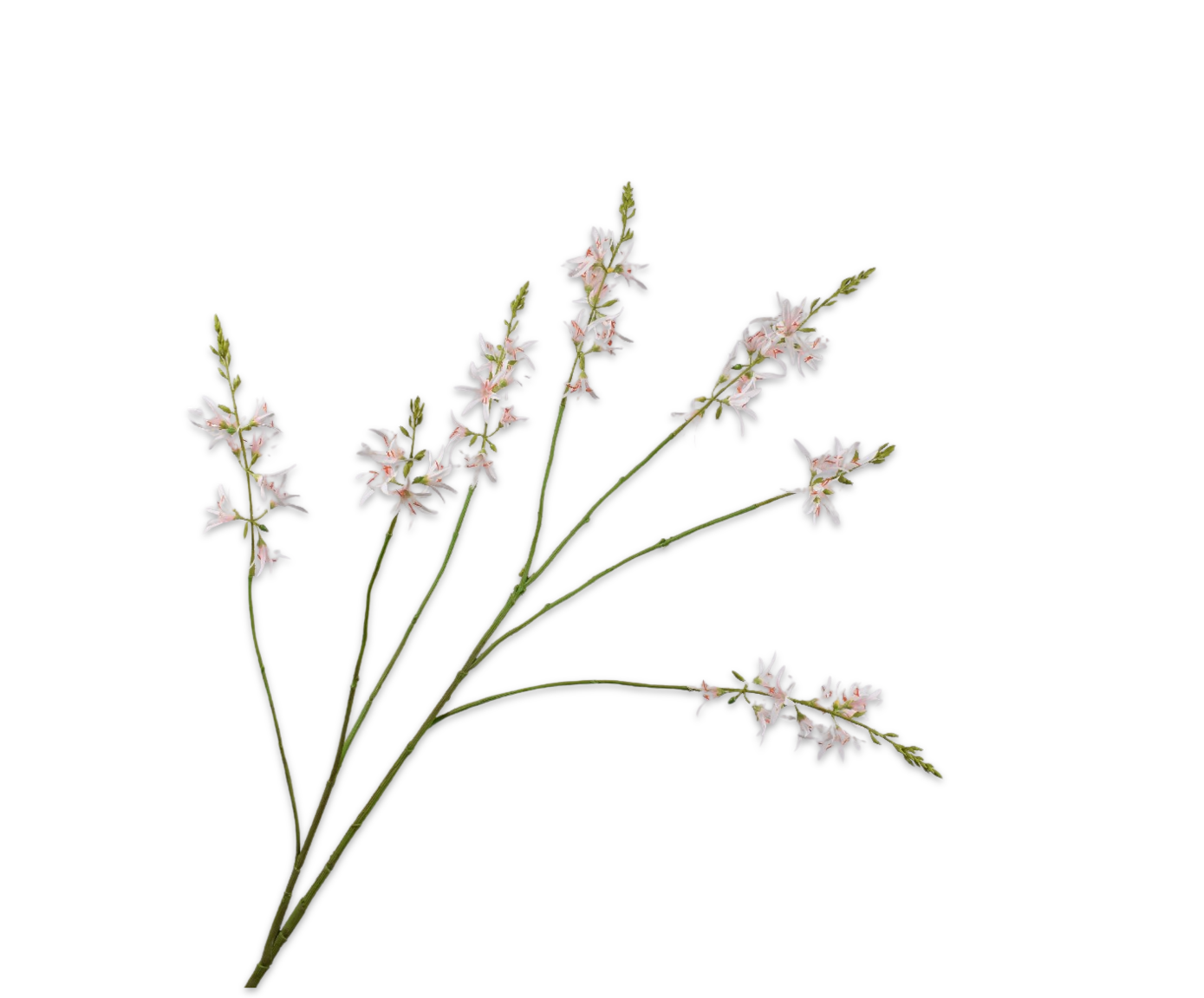 CROCOSMIA SPRAY CR/PNK  117 CM