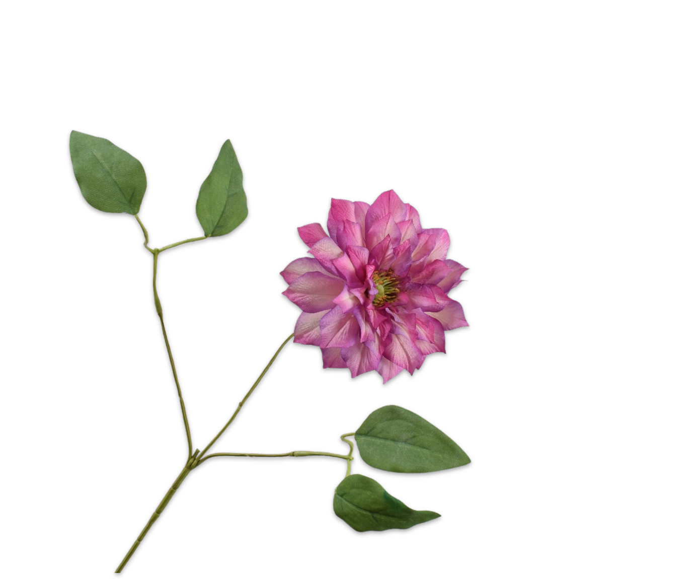 CLEMATIS SPRAY BEAUTY  65 CM