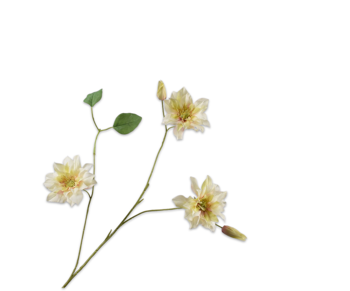CLEMATIS SPRAY YLL LT  98 CM