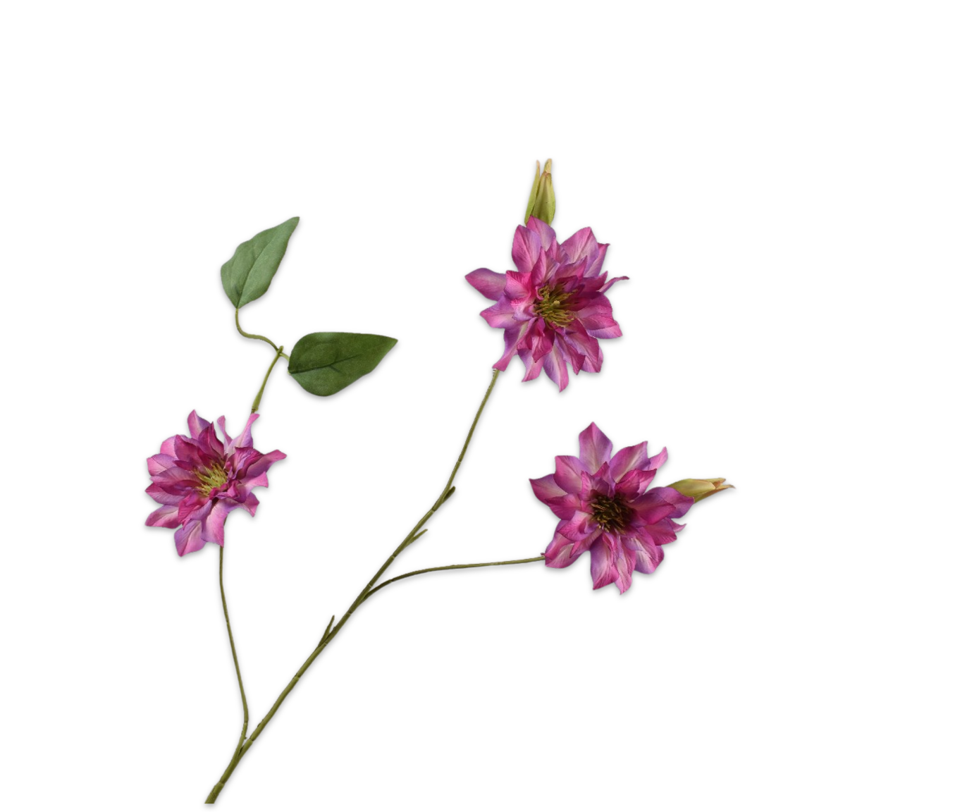 CLEMATIS SPRAY BEAUTY  98 CM