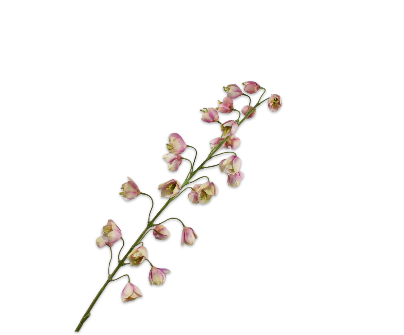 FRITILLARIA TAK CR/ROZ  111 cm