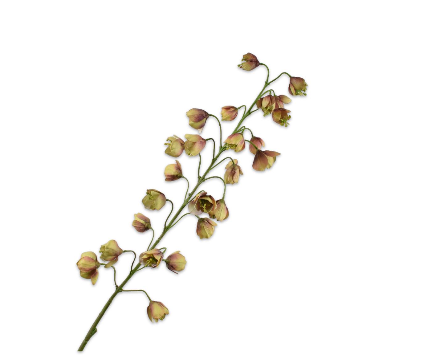 FRITILLARIA RAMA MAR/VER  111 CM