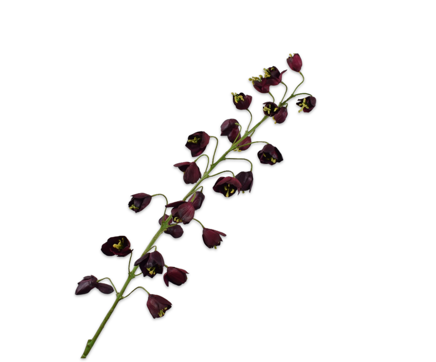 FRITILLARIA RAMA BURDEOS  111 CM
