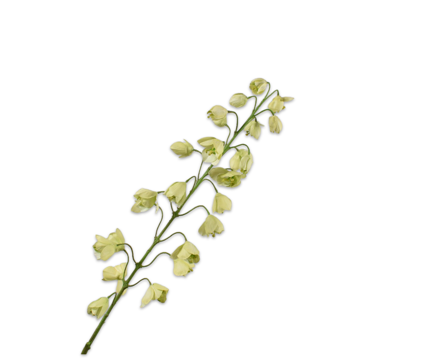 FRITILLARIA RAMA VERDE  111 CM