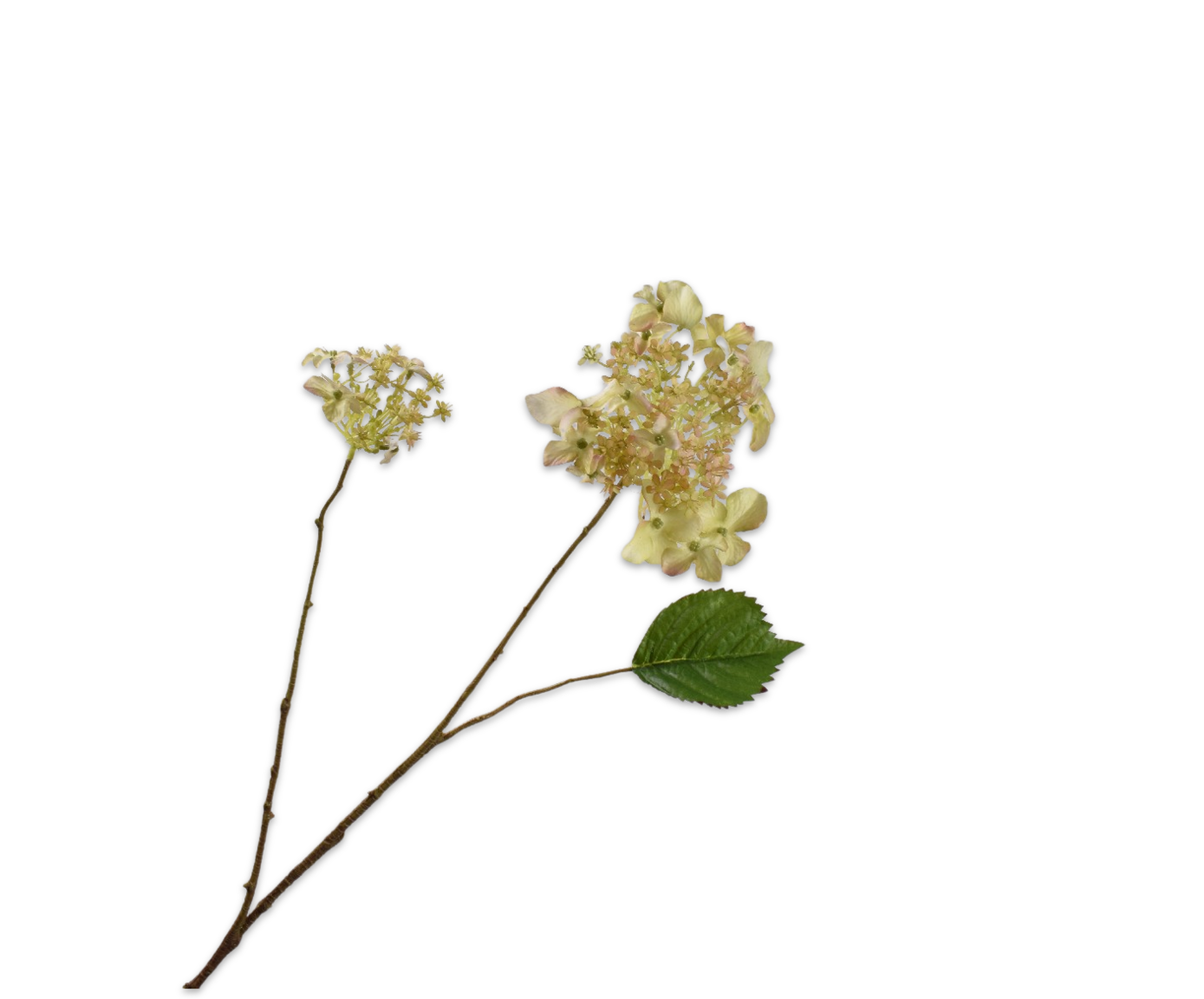 HORTENSIA RAMIFIÉE VER LU RT  71 CM