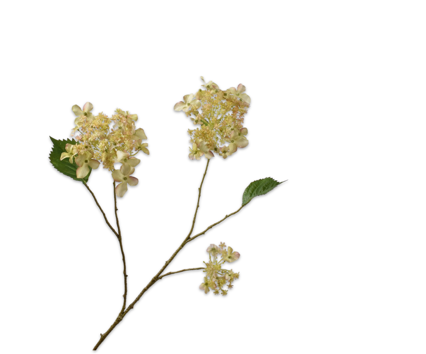 HORTENSIA RAMIFIÉE CR/VER RT  99 CM