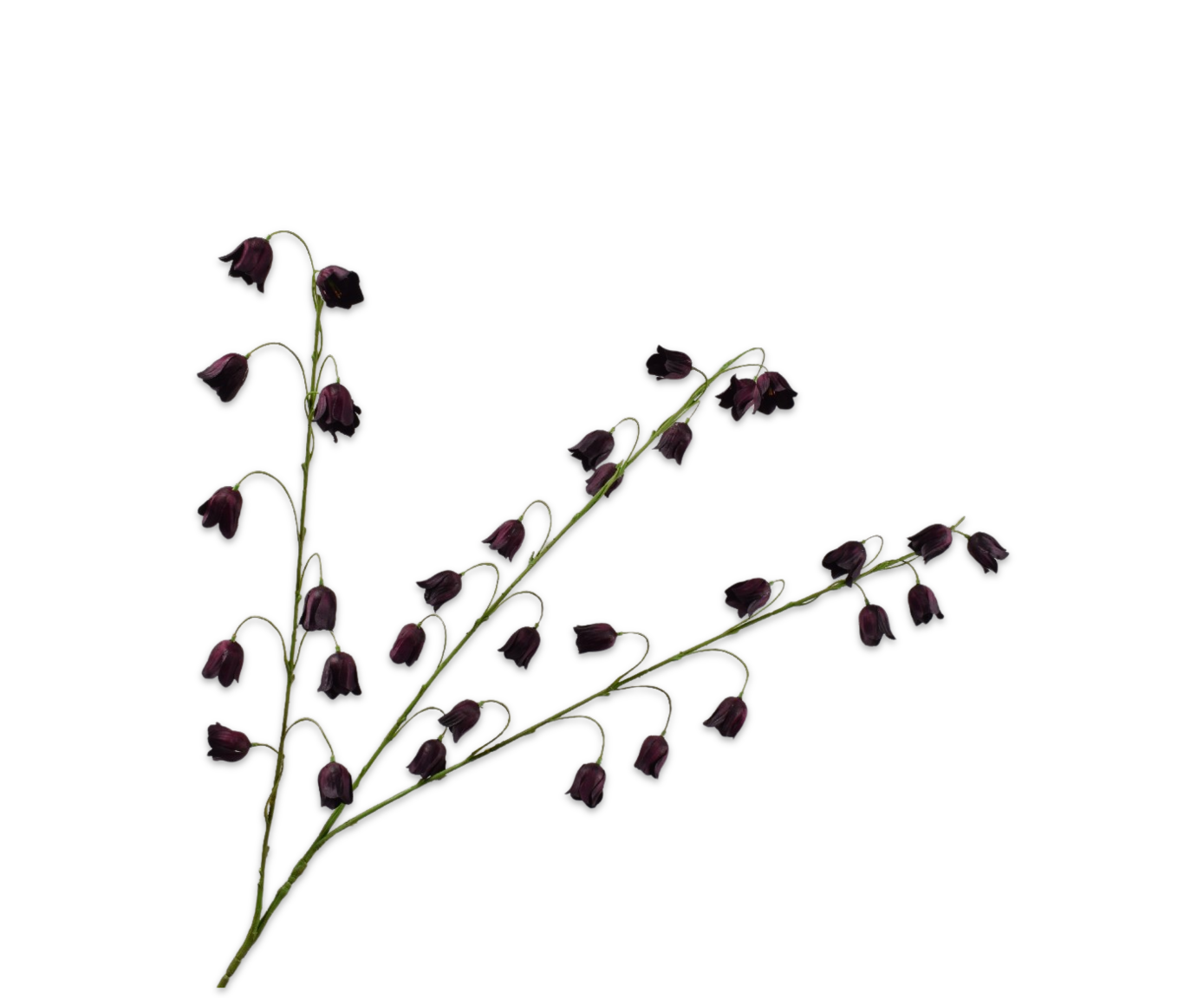 FRITILLARIA SPRAY BURGUND  97 CM