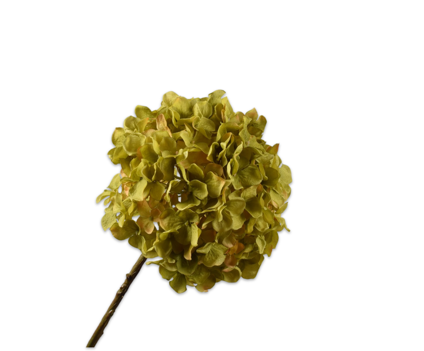 ORTENSIA STELO VERDE  70 CM