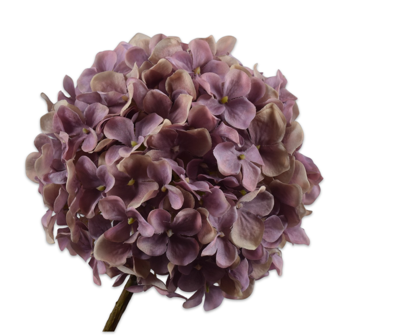 ORTENSIA STELO LAVANDA  70 CM