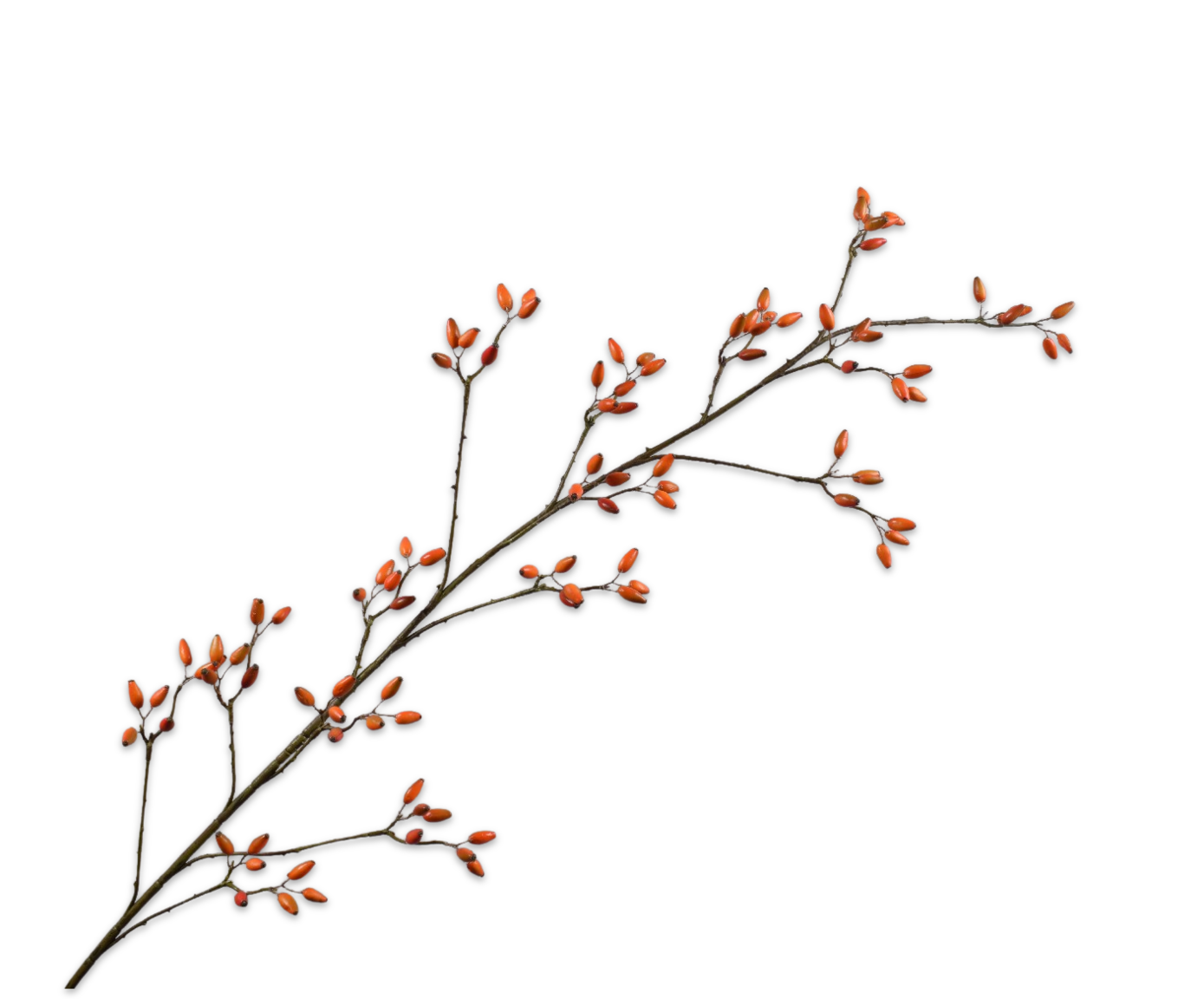 ROSEHIP SPRAY ORANGE  147 CM