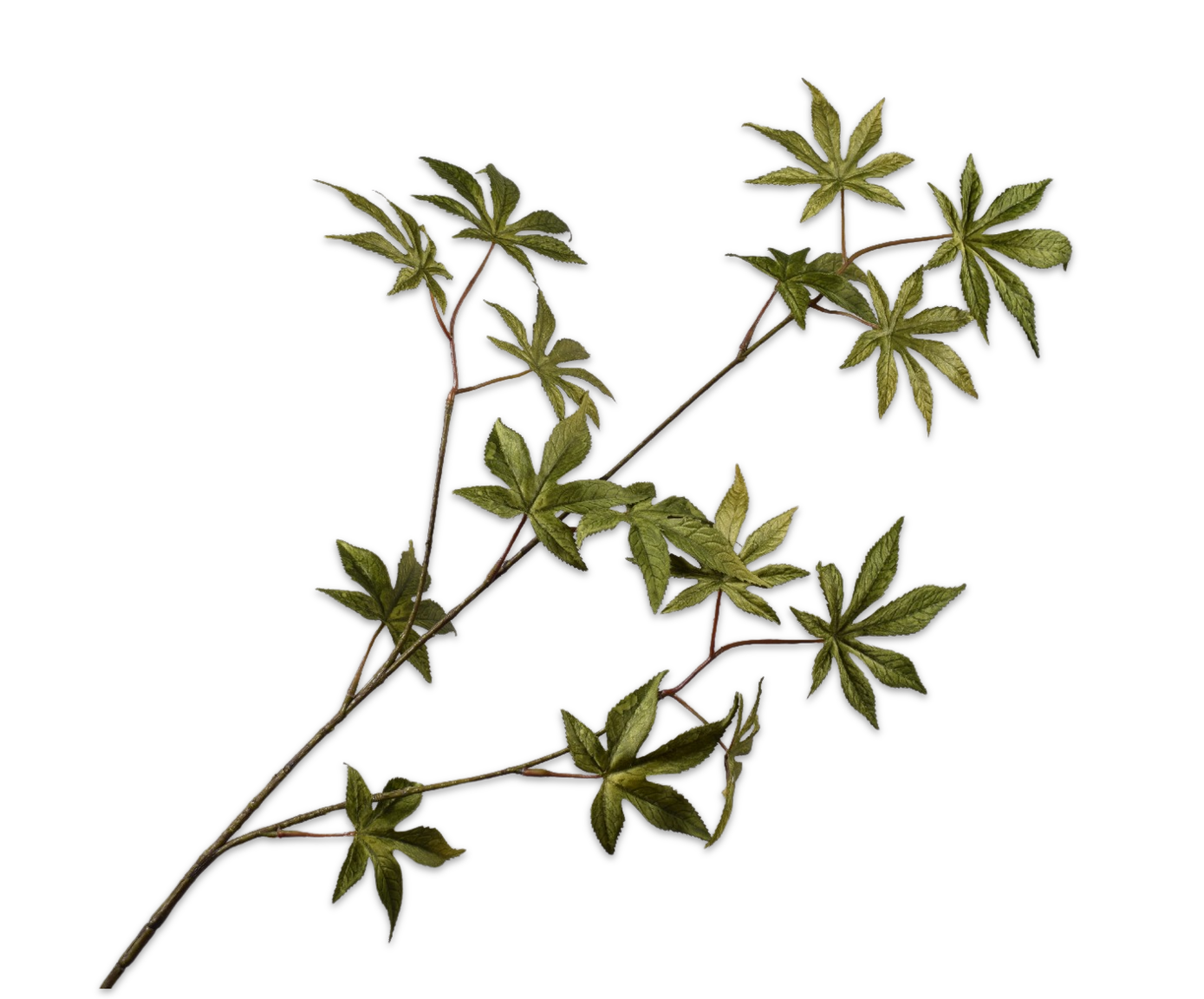 MAPLE SPRAY GREEN  96 CM