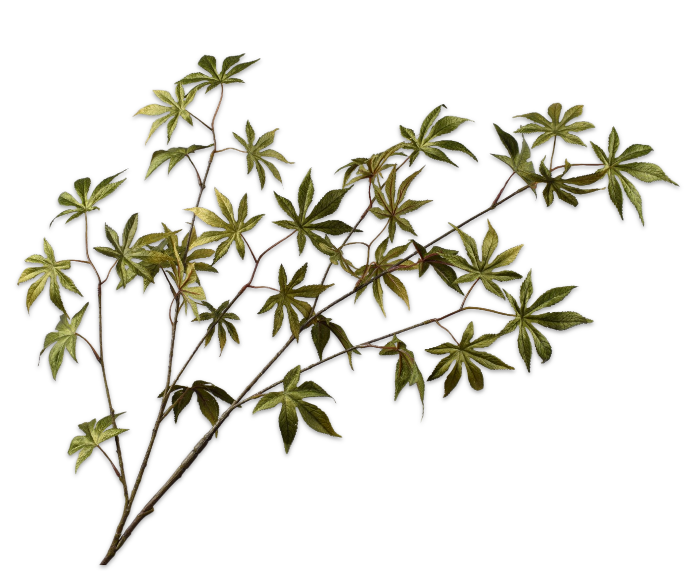 MAPLE SPRAY GREEN  130 CM