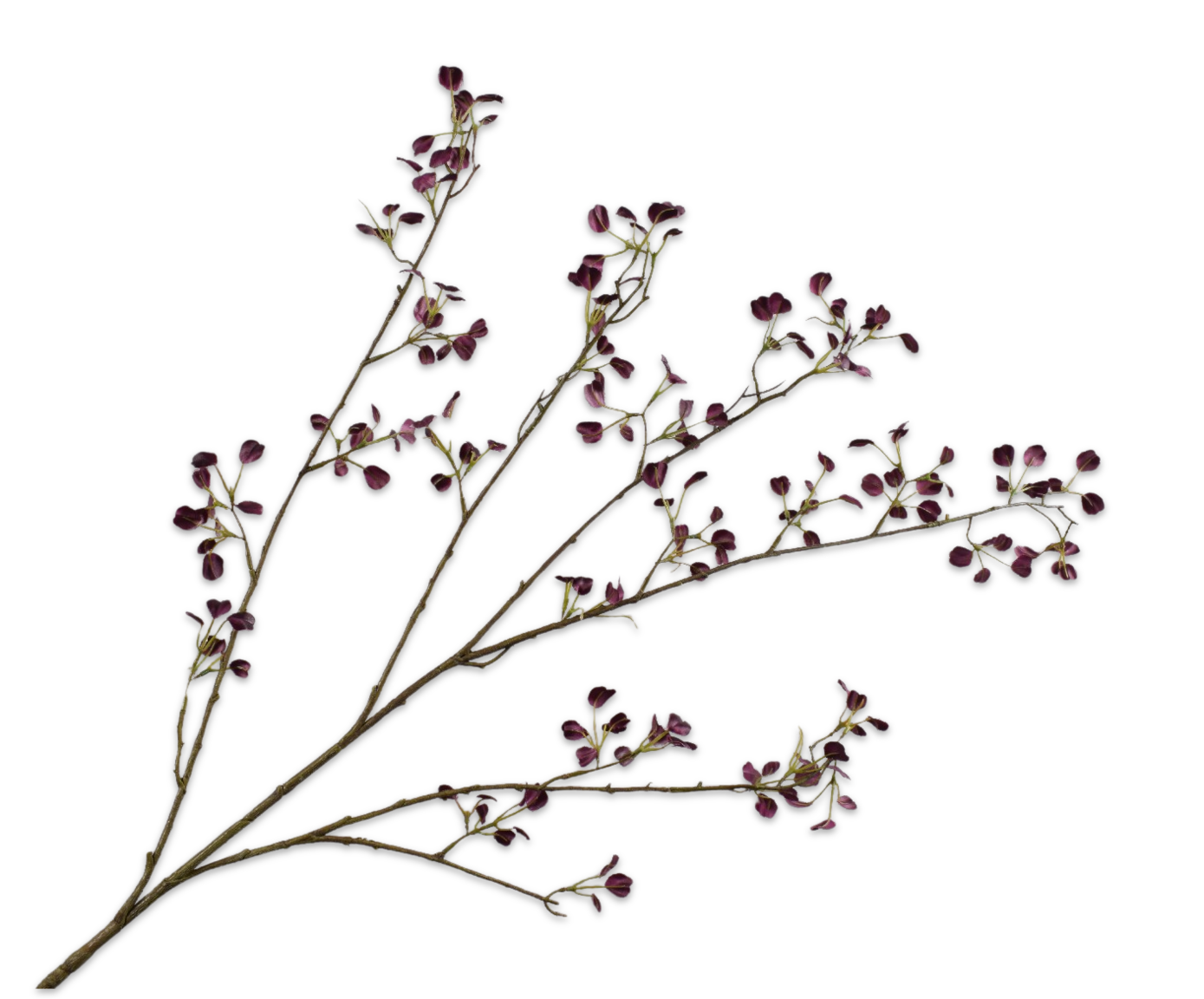 EUONYMUS SPRAY PURPLE  125 CM