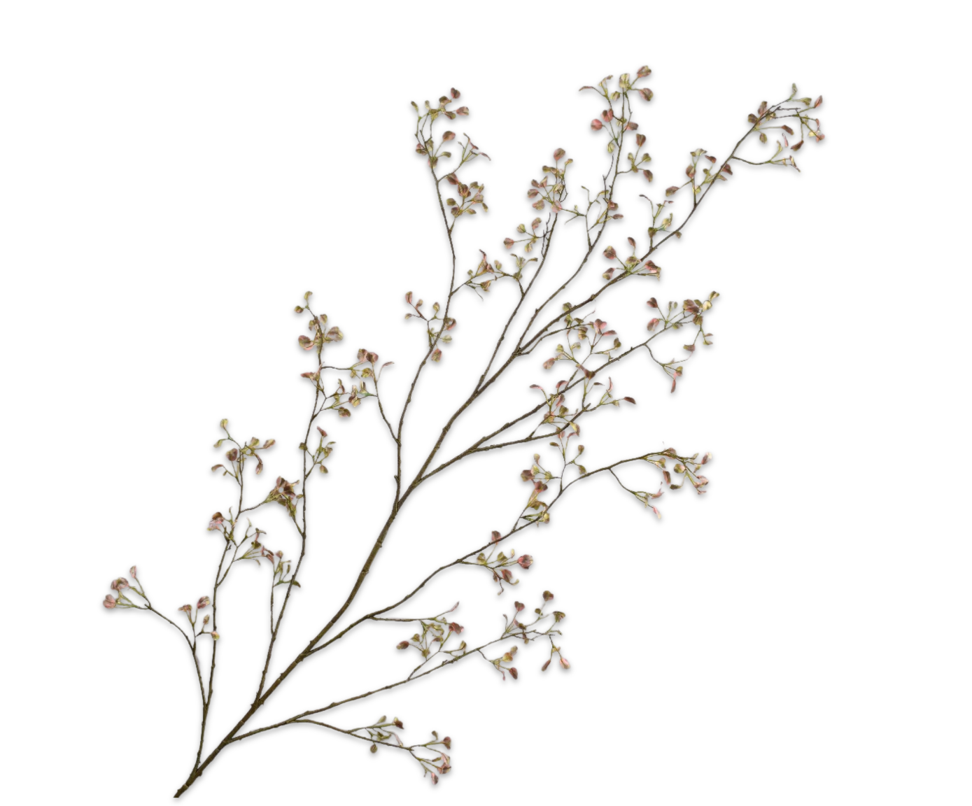 EUONYMUS SPRAY GRN/PNK  171 CM