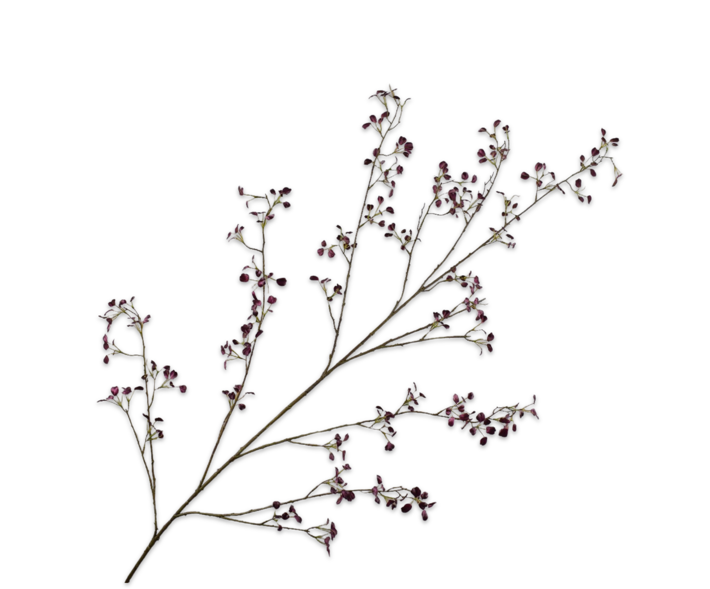 EUONYMUS SPRAY PURPLE  171 CM