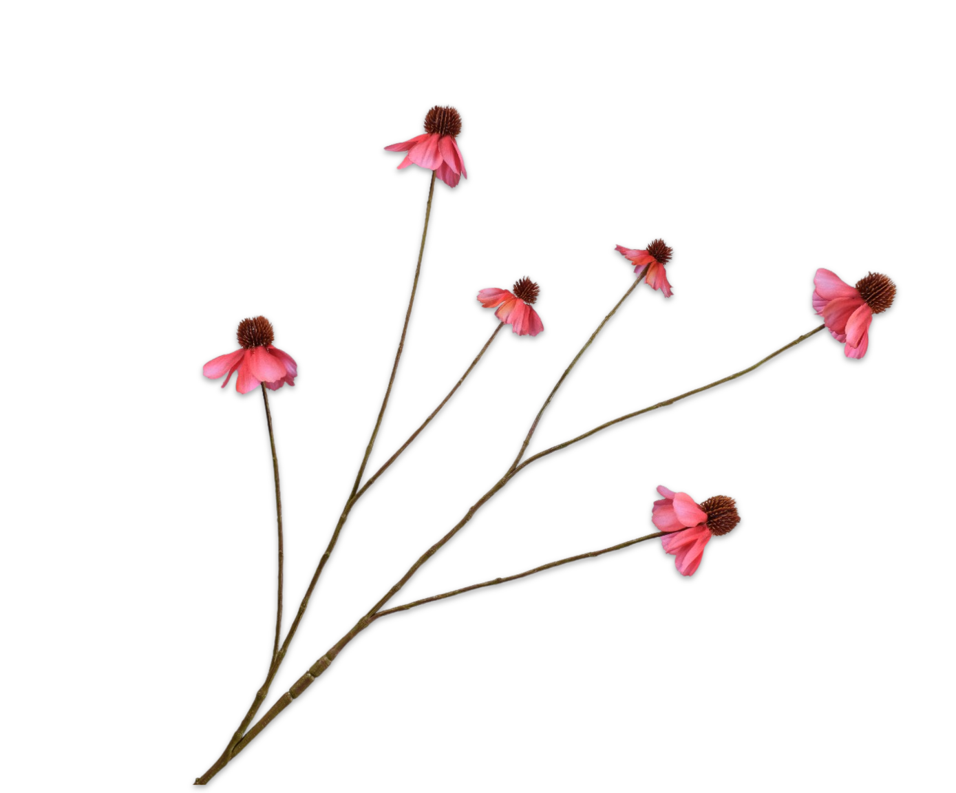 RUDBECKIA SPRAY PINK  95 CM