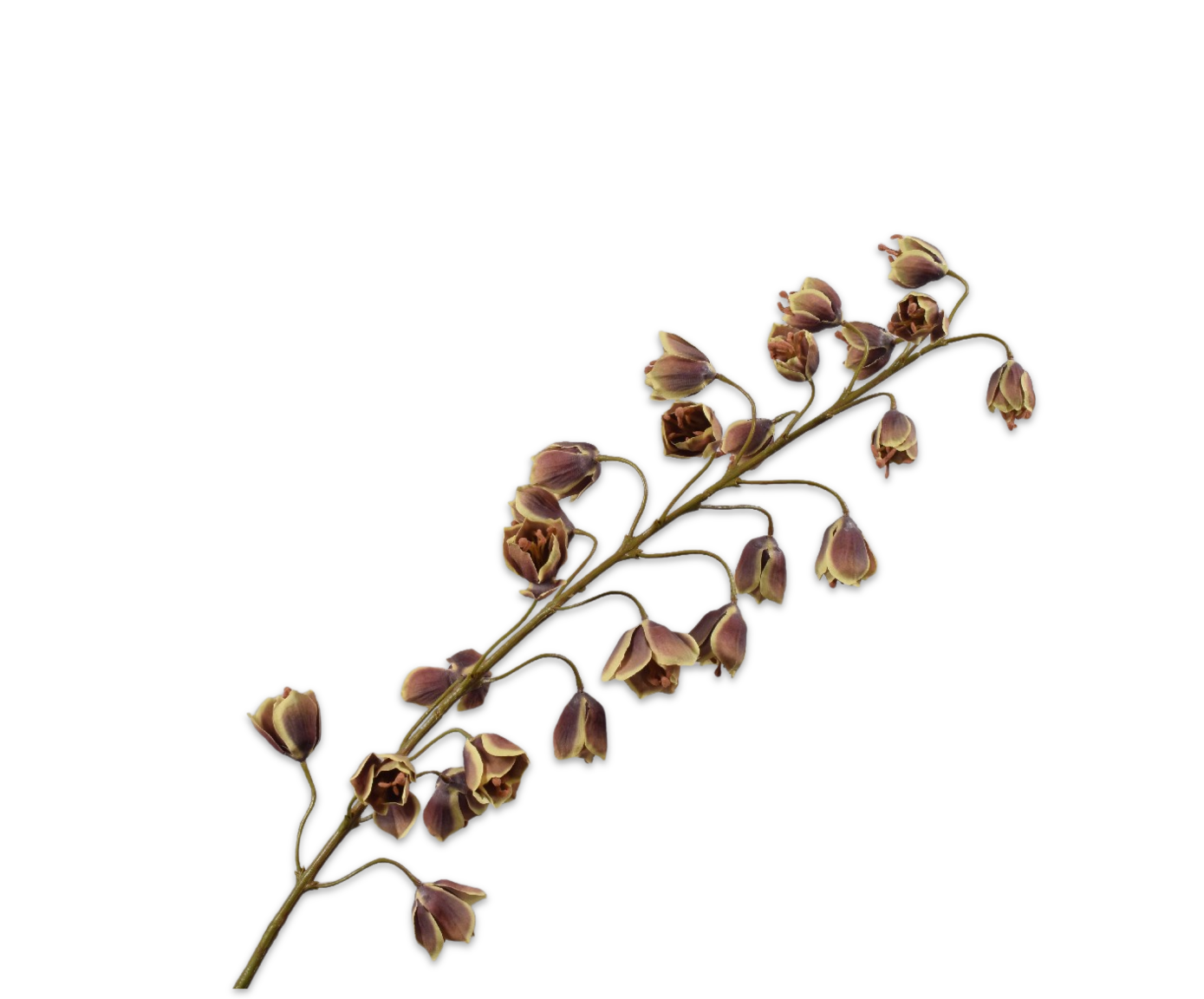FRITILLARIA STEM BRN/GRN  111 CM