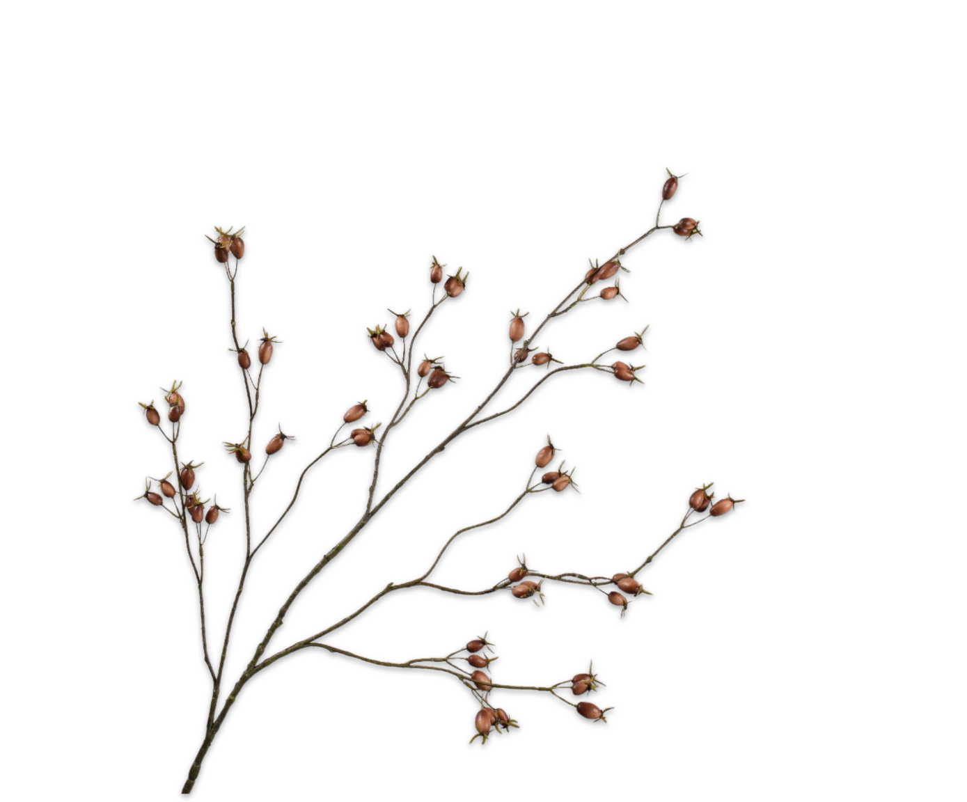 ROSEHIP SPRAY BROWN  126 CM