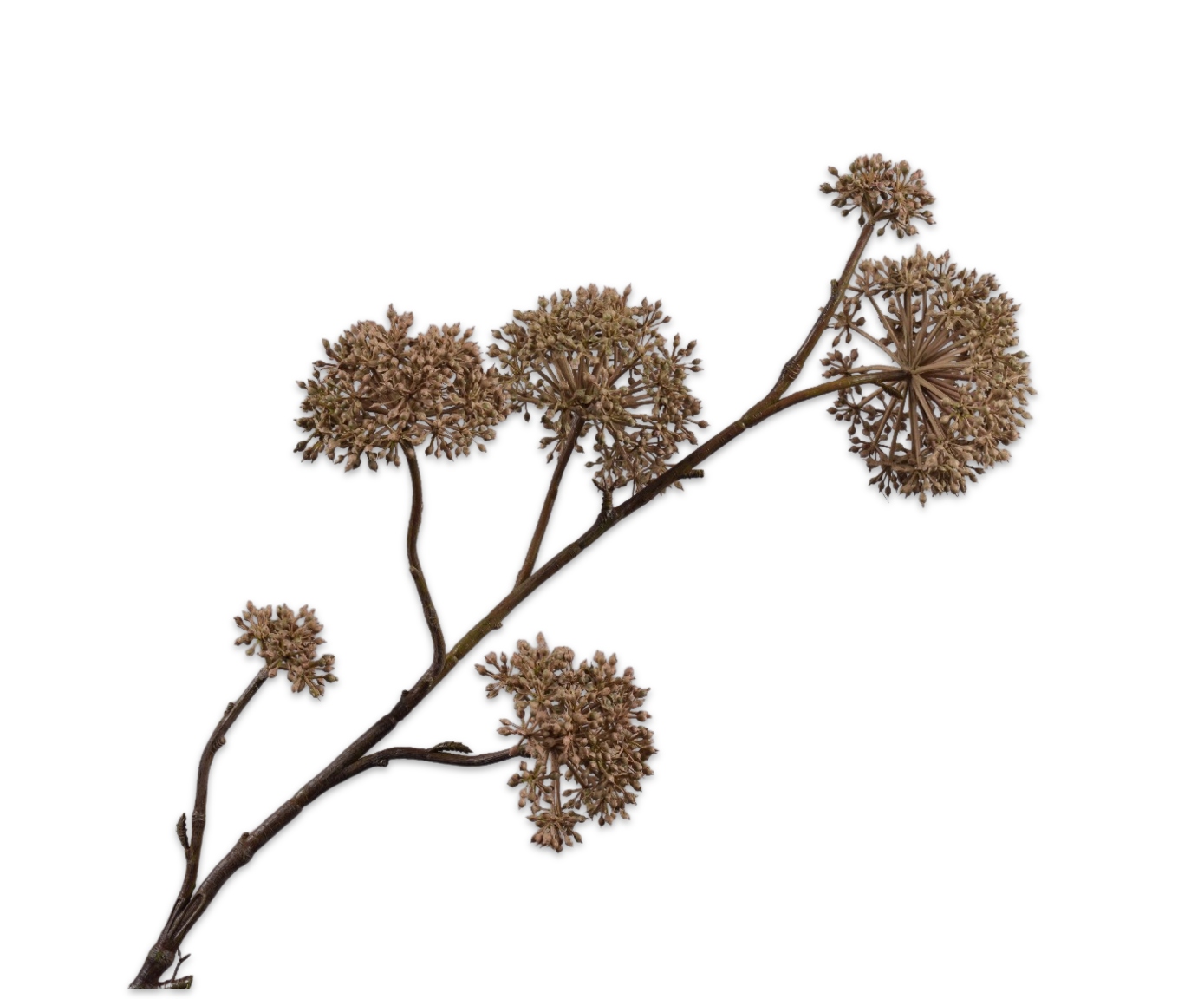 QUEEN AN LACE SPRAY MAUVE  97 CM