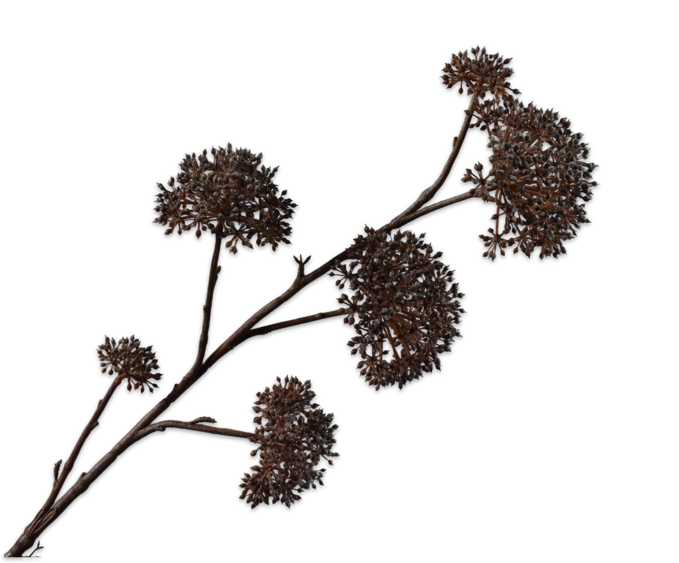 QUEEN AN LACE SPRAY BROWN  97 CM