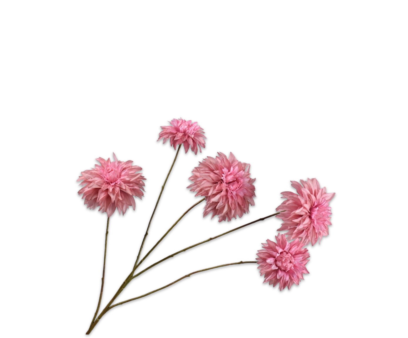 DAHLIA RAMIFIÉE ROSA LU RT  91 CM