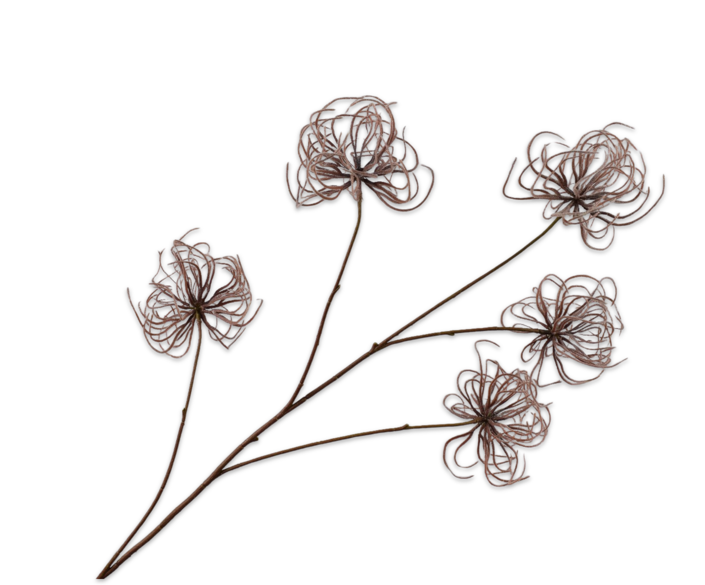 CLEMATIS SPRAY BROWN  95 CM