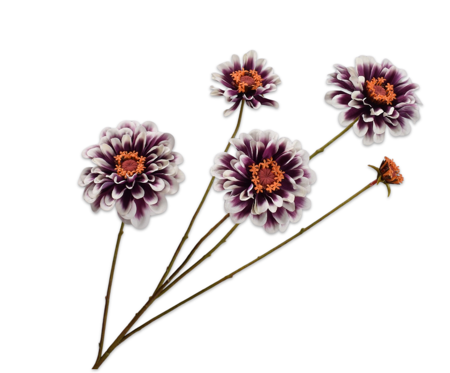 ZINNIA SPRAY CR/PUR  90 CM