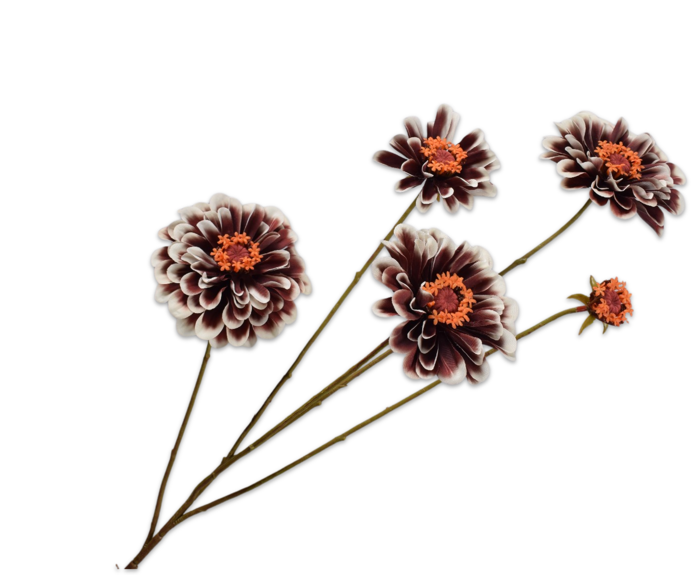 ZINNIA SPRAY CR/BRN  90 CM