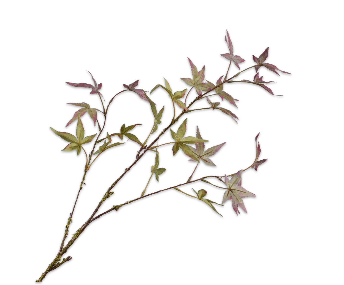 MAPLE SPRAY PRP/GR  108 CM