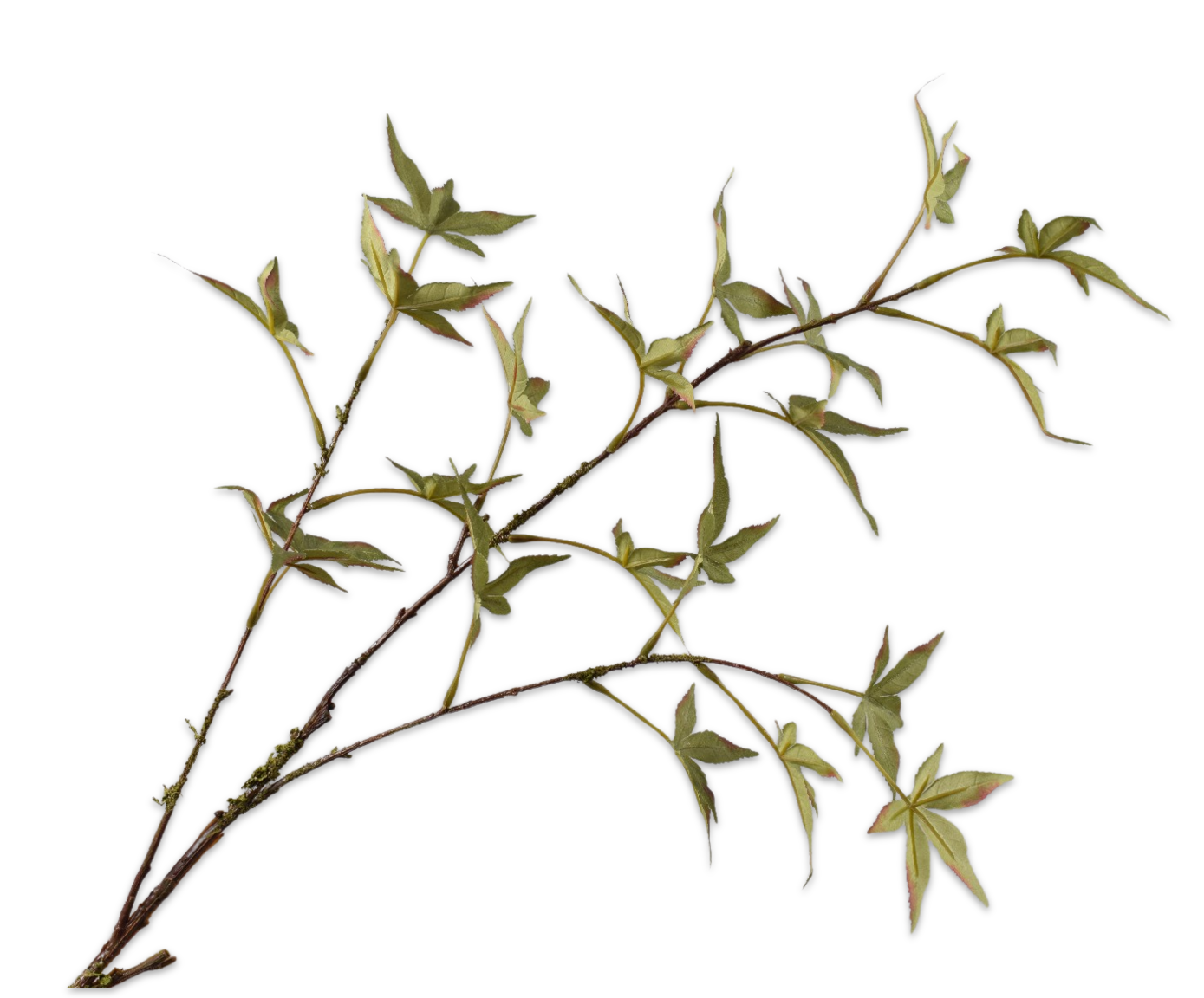 MAPLE SPRAY GREEN  108 CM
