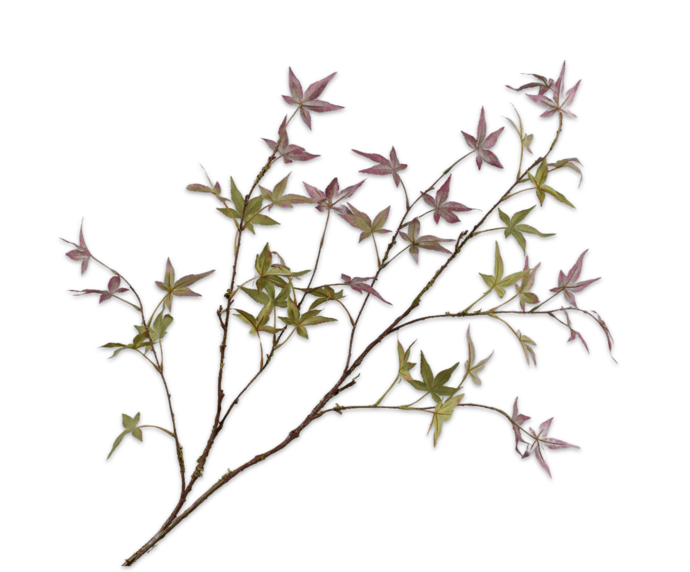 MAPLE SPRAY PRP/GR  130 CM