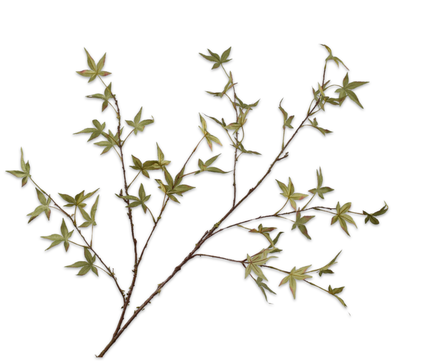 MAPLE SPRAY GREEN  130 CM