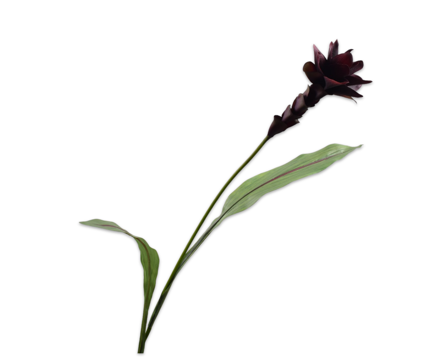 CURCUMA STEM PRP DK RT  89 CM