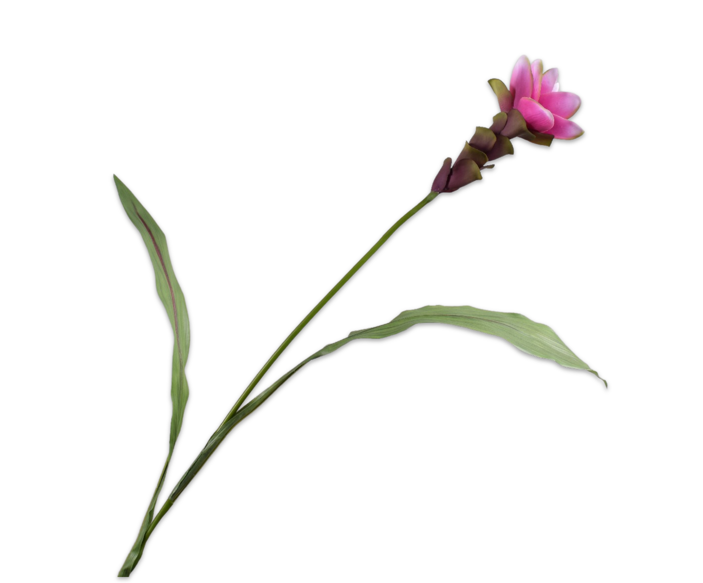 CURCUMA STEM PINK DK RT  89 CM