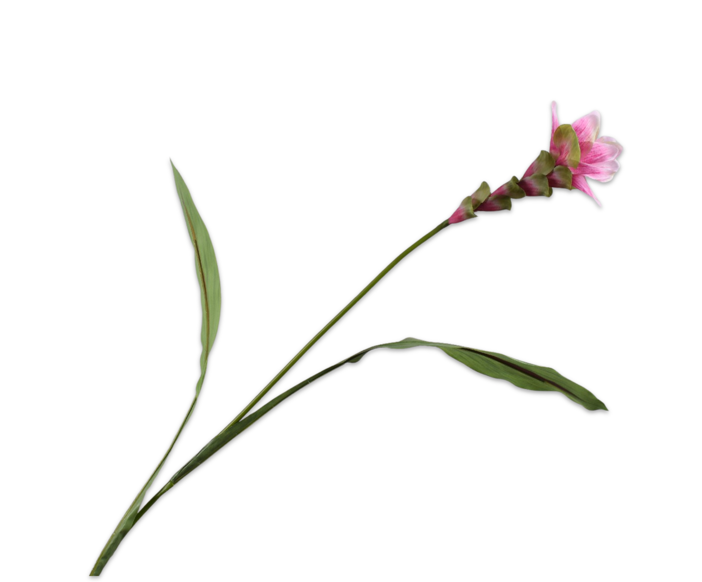 CURCUMA STEM PINK RT  89 CM