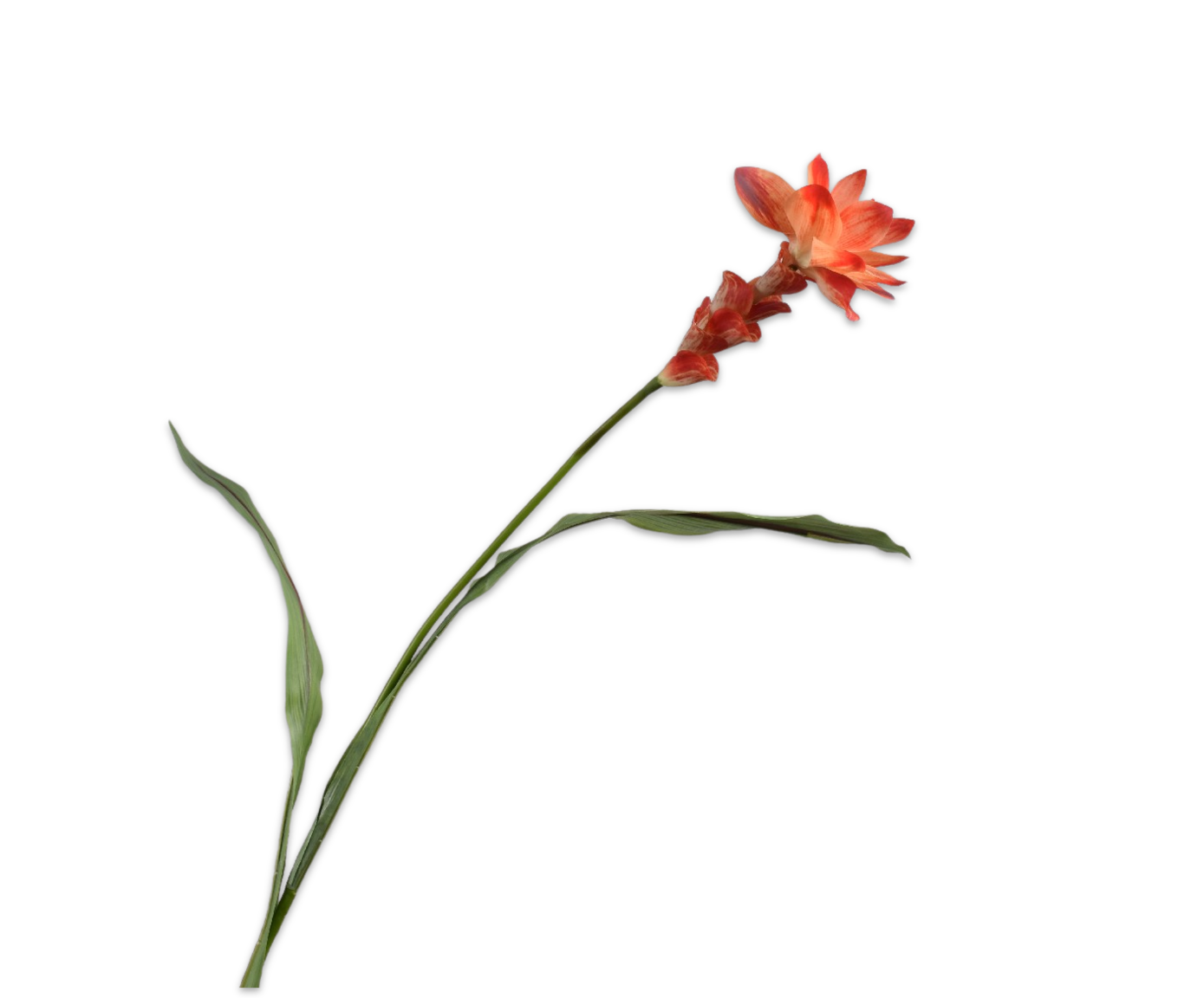 CURCUMA STEM ORANGE RT  89 CM