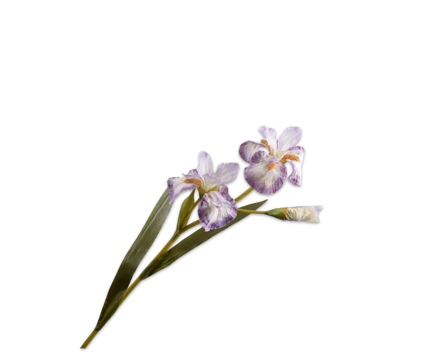 IRIS SPRAY LAV/CR  77 CM