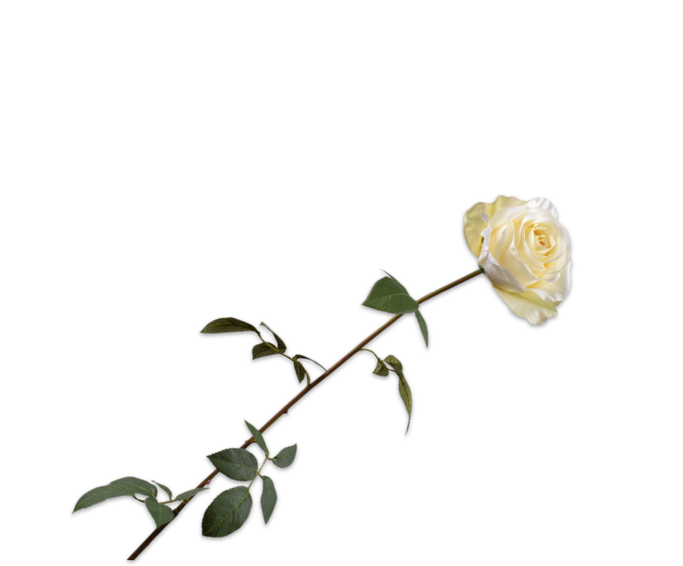 ROSE STEM CREAM  95 CM