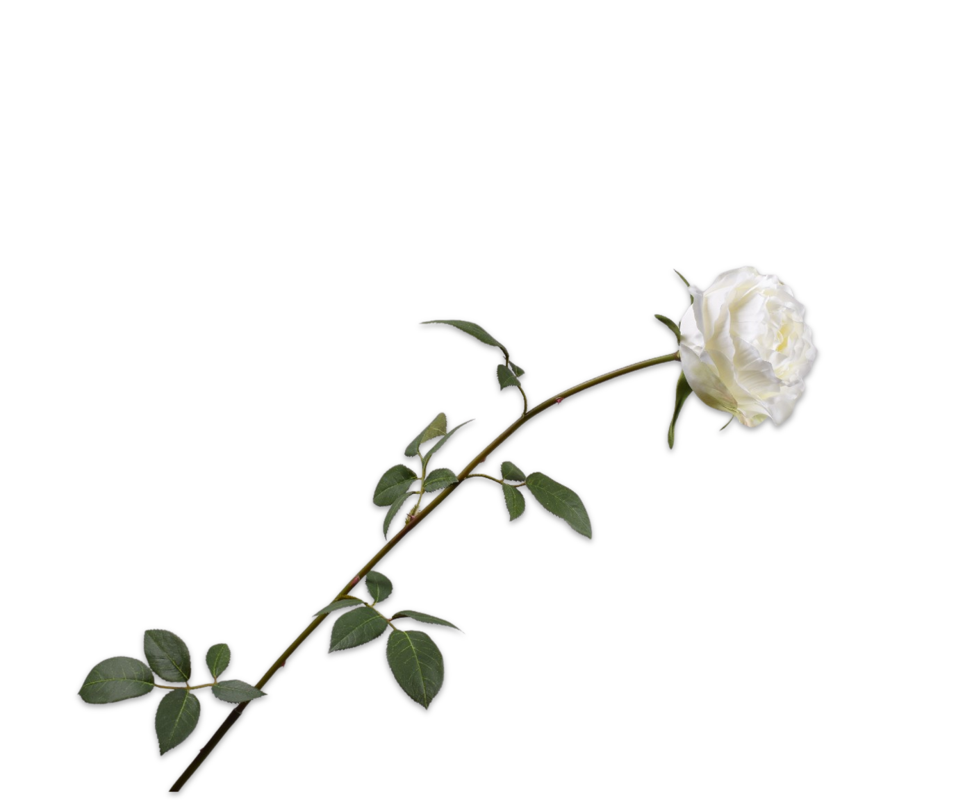 ROSE STEM WHITE  95 CM